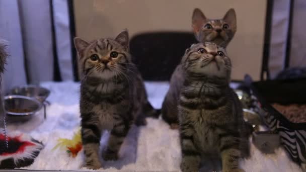 Propriétaire de chat jouant avec des chatons moelleux, exposition de races de chats chères — Video