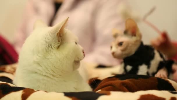 Thoroughbred Munchkin and Sphynx cats relaxing before pet exhibition, animals — Stock Video