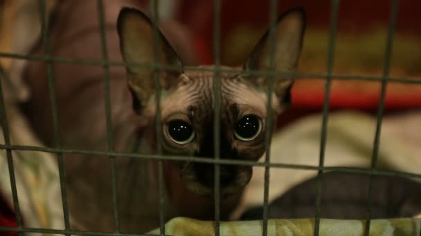 Sem-teto triste Sphynx gato com grandes olhos deitado em gaiola de ferro, abrigo para animais de estimação, adoção — Vídeo de Stock