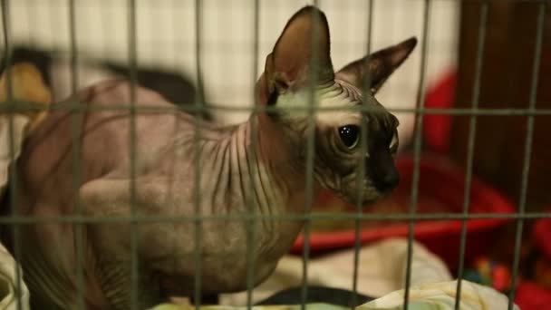 Bevroren raszuivere haarloze kat zittend in kooi in dierenopvang, Sphynx RAS — Stockvideo