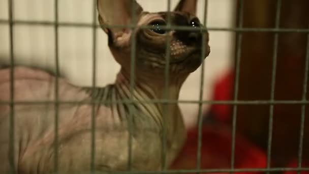 Animal shelter, hairless cat sitting in iron cage and playing with future owner — Stock Video