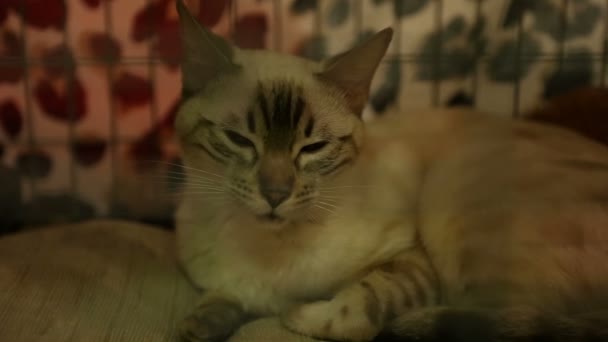 Gros chat aux yeux sombres couché en cage dans une clinique vétérinaire, problèmes de santé — Video