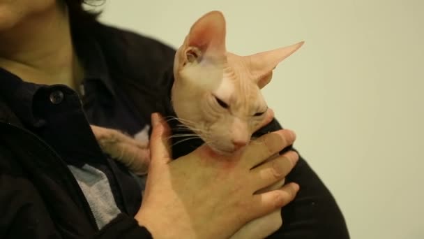 Sphynx kedisini elinde tutan dikkatli sahibi, veteriner kliniğinde resepsiyon — Stok video