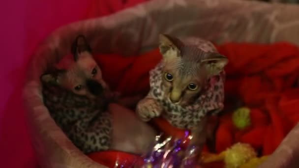 Kettő szép Sphynx cica játék-val tulajdonos, paws ragályos macska játékszer, kiállítás — Stock videók