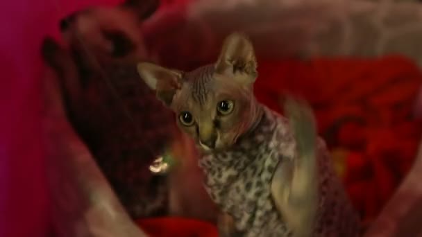 Deux chatons actifs Sphynx en costumes jouant avec un jouet à l'exposition de chats — Video