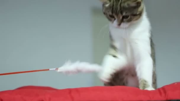 Schattige kat video, raszuivere kitten spelen met huisdier speelgoed op dieren tentoonstelling — Stockvideo