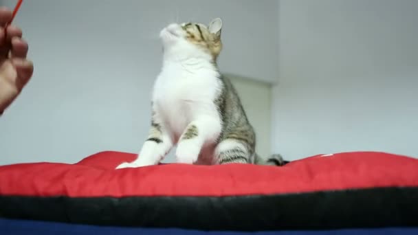 Sweet little cat actively playing with toy during pet show, love for animals — Stock Video