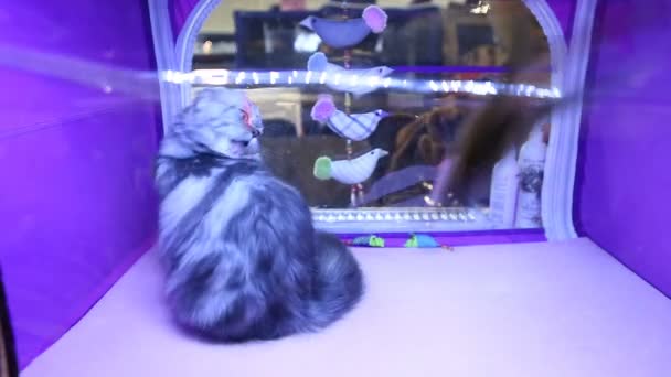 Engraçado Highland Fold gatinho brincando com brinquedo de estimação, exposição de gato, raça cara — Vídeo de Stock