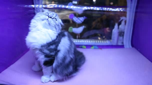 子猫ショーでペットのおもちゃで遊ぶ長い髪の純粋なハイランド折り猫 — ストック動画
