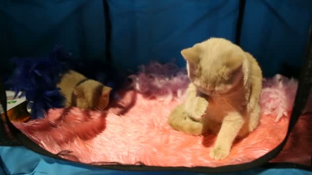 Romige kleur kat zittend in vak en wantrouwend kijken naar bezoekers bij Pet show — Stockvideo