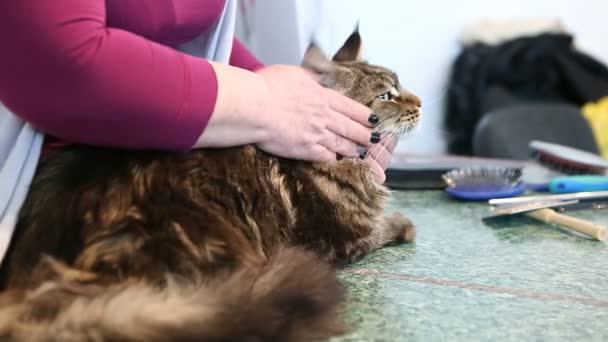 Trembling long-haired Maine Coon cat lying on table in grooming salon for pets — Stock Video