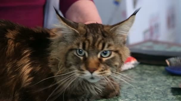 獣医クリニックのテーブルの上に横たわっている震えるメインクーン猫、健康上の問題 — ストック動画