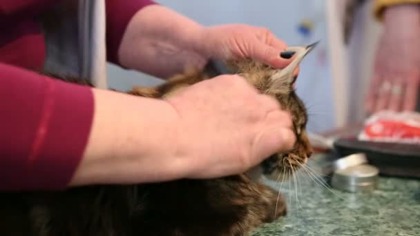 Стилист расчесывает пальто Мэн Кун, кошка терпеливо лежит на столе, парикмахерская — стоковое видео