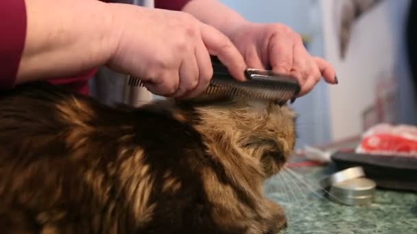 Grote Maine Coon kat liggend op tafel in pet Beauty Salon, stylist kammen jas — Stockvideo