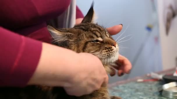 Gato esponjoso en salón de belleza de mascotas, peluquería estilista, servicios de aseo — Vídeo de stock