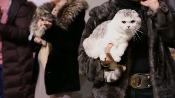 Señora en abrigo de piel con peluche peludo gato de pelo corto en las manos, exposición de mascotas — Vídeos de Stock
