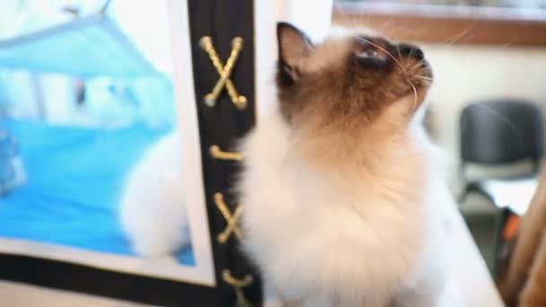 Curious Birman kitten playing with toy and touching camera, cute cat having fun — Stock Video