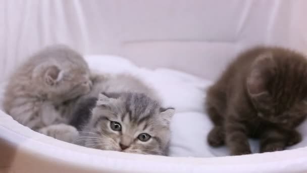 Purebred kitties lying in pet house, British shorthair cat looking into camera — Stock Video