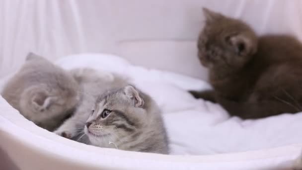 Gatinhos engraçados brincando uns com os outros na exposição de animais, belos animais — Vídeo de Stock