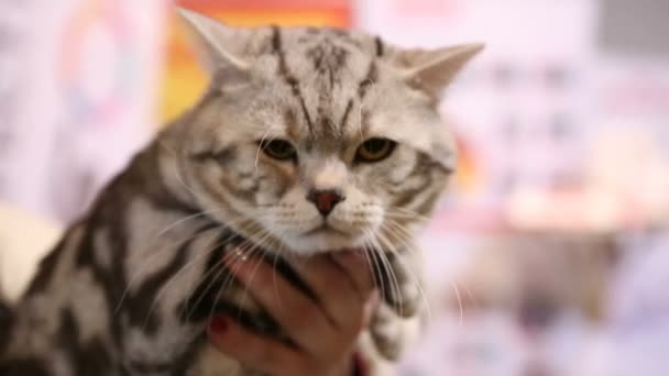 Sleepy tired Scottish Fold cat sitting in owner's hands at pet exhibition — Stock Video