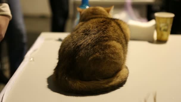 Przerażony krótkowłose kot siedzi na stole w klinice weterynaryjnej, służby zdrowia zwierząt — Wideo stockowe