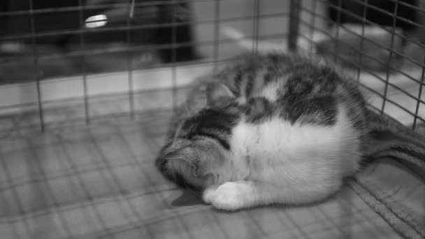 Anak kucing gelandangan yang sedih tidur di kandang besi di penampungan hewan peliharaan, menunggu untuk diadopsi — Stok Video