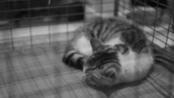 Arme obdachlose Katze schläft hinter Gittern, Tierheim, verlassene Tiere — Stockvideo