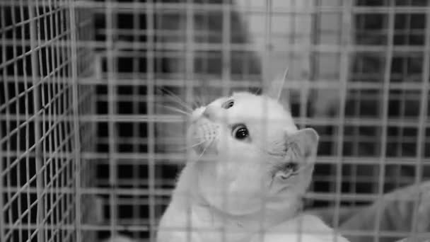 Cute white cat playing inside iron cage at pet shelter, homeless animal adoption — Stock Video