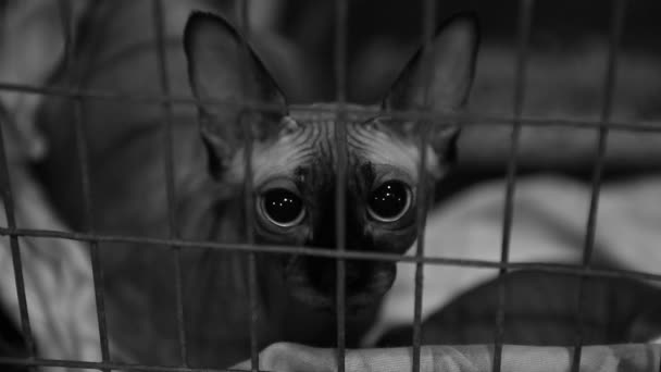 Gato esfinge asustado sin hogar sentado en jaula en refugio para mascotas, rescate de animales — Vídeos de Stock