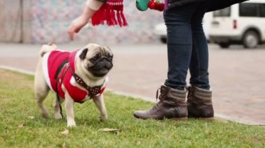 Kira kontratı, komik pug giyen Noel Baba kostüm, Noel ruhunu icar köpek kadın