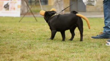 Siyah boksör üstünde kira kontratı, sevimli köpek komik aksesuarları seyir çevrede içinde yürüyen adam
