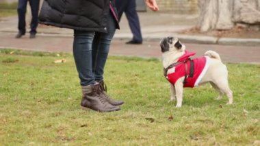 Açık havada Pet Besleme, Akıllı köpek iyi hileler, kırışık pug için teşvik sahibi