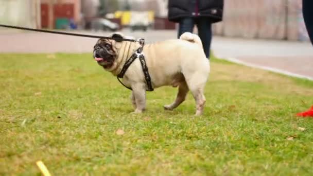 Söta fawn mops njuter av en promenad på koppel, rynkig hund skakar huvud, pet har roligt — Stockvideo