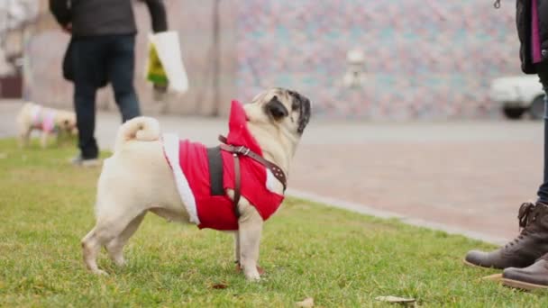 Hembra maestro acariciando lindo cervatillo pug usando divertido perro abrigo, agradable canino moda — Vídeos de Stock