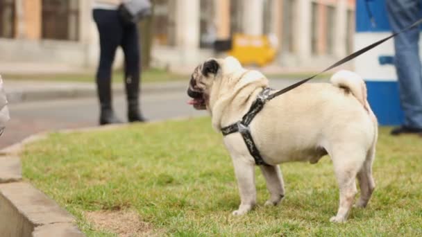 Criança acariciando agradável pug enrugado, proprietário cão de passeio na trela no lugar público — Vídeo de Stock