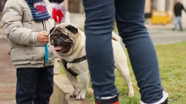 Chico pequeño acariciando lindo pug cervatillo en el parque, amor por los animales, fin de semana familiar — Vídeos de Stock