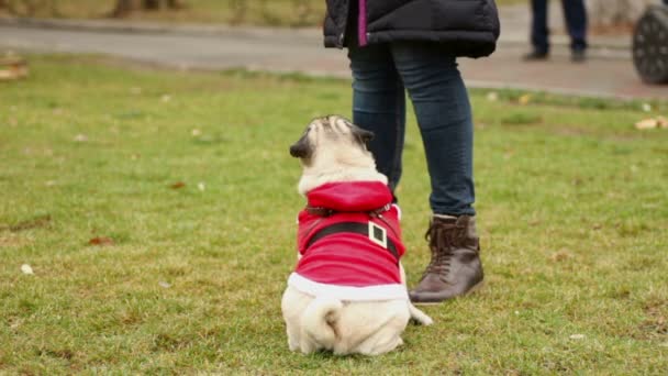 Pug inteligente em pé sobre as pernas traseiras, cão truque pedindo mestre para tratar, animal engraçado — Vídeo de Stock