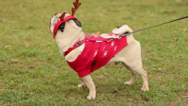 Carlino attivo in abbaiare accessori di Natale, proprietario cane da passeggio in piombo nel parco — Video Stock