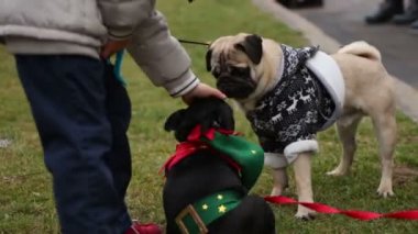 Aktif olarak biraz korkmuş köpekle oynak hayvanlar oyun heyecanlı açık kahverengi pug