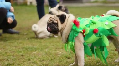 Komik Noel ağacı takım, iyi köpek sahibinin komutları itaat elbise açık kahverengi pug