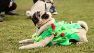 Çim üzerinde yalan, sadakatle ustayı arıyorum, muamele etmek için bekleyen itaatkâr pug