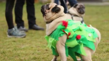 Akıllı pug köpek gösterisi, oturma ve sahibinin komutunda uzanarak gerçekleştirmeyi