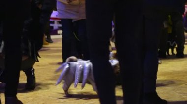 Pugs çok güzel kostümleri ile köpek sahipleri partide eğleniyor insan kalabalığı