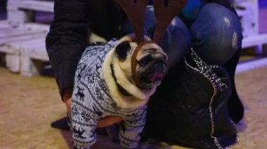 Kadın kucaklama favori evcil hayvan, açık kahverengi güzel köpek Noel aksesuarlar giyen pug