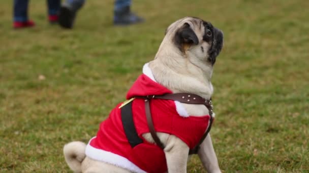 Grappige truc hond wachten op doctoraal opdracht, mooie rimpelige pug springen in gazon — Stockvideo