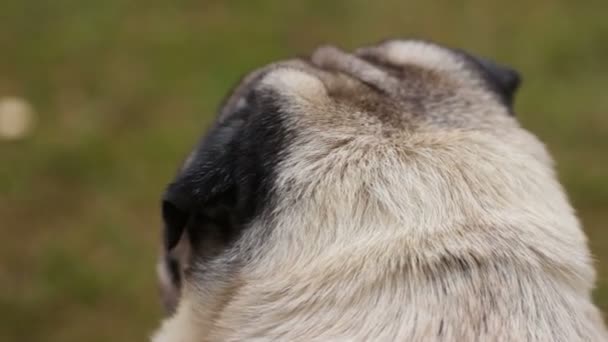Собака со здоровыми волосами, выгуливающая на поводке, продукты для ухода за животными — стоковое видео