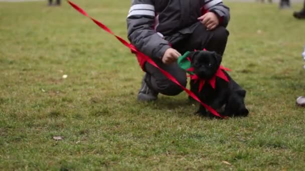 Маленький мальчик играет с милым черным мопсом, человек тренирует щенка ходить на поводке — стоковое видео
