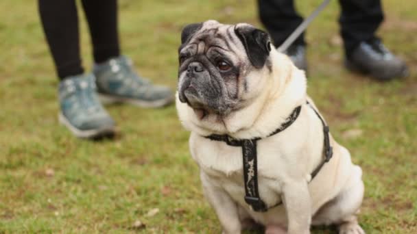 Pug ruga fawn sentado na trela e olhando em torno atentamente, reprodução de cães — Vídeo de Stock