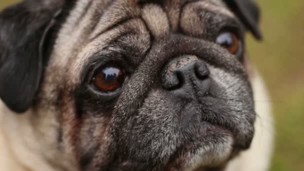 Primer plano de la cara arrugada del pug, perro enfermo oliendo aire con la nariz seca, veterinario — Vídeos de Stock