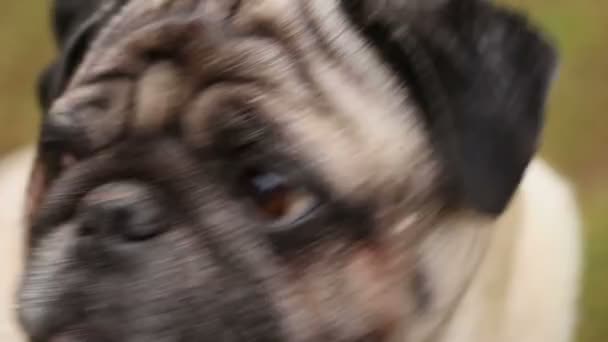 Close-up of dog's faithful eyes, wrinkly pug looking up, waiting for command — Stock Video